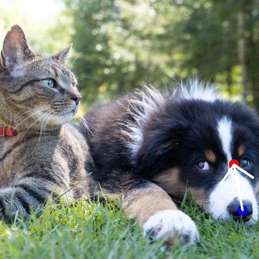 Input image of a dog